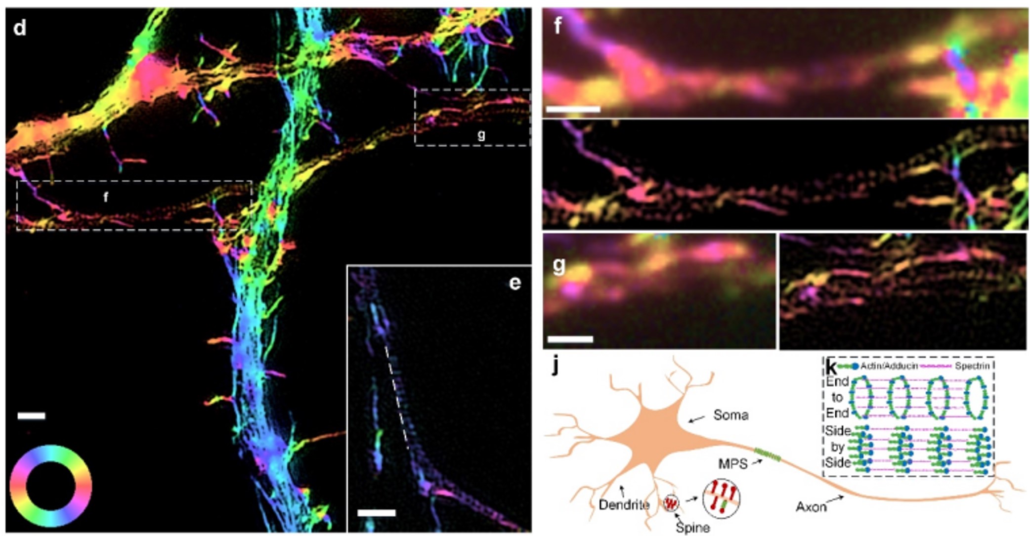 /assets/research/PSIMNeuron.jpg
